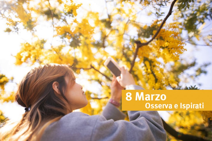  OBSERVE AND INSPIRED, 8 March and the mimosa