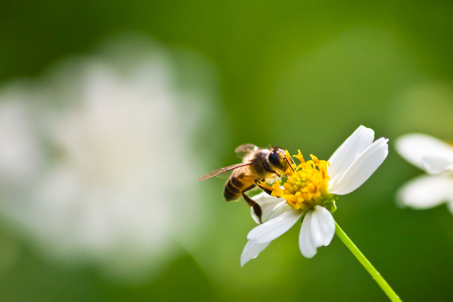 ¡DAMOS LA BIENVENIDA A LAS ABEJAS EN LOS BALCONES!