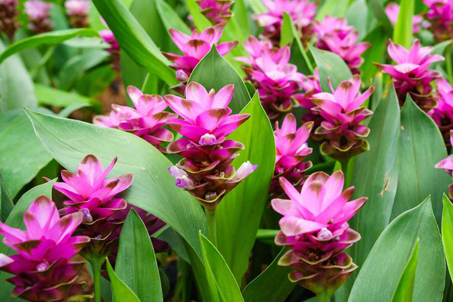 CURCUMA: DER "SAFFRON DER INDIEN"