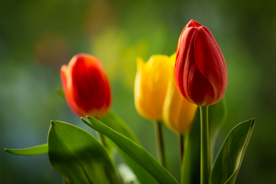 DIE BLUMEN DER FREUNDSCHAFT