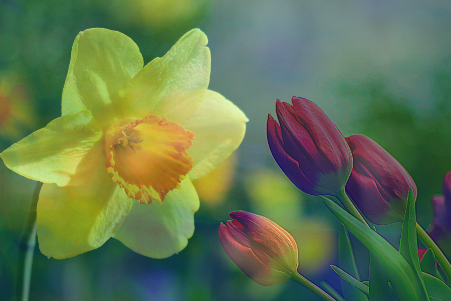 NARCISO & TULIP: ¡UNA PAREJA GANADORA!