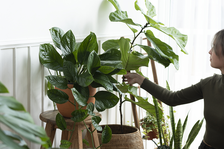 NOVAS TENDÊNCIAS: CULTURA DE PLANTAS