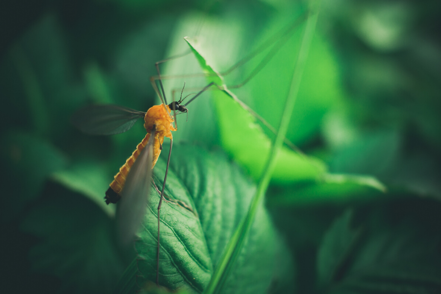 MOSQUITOS SOS: ¿CÓMO COMBATIRLOS?