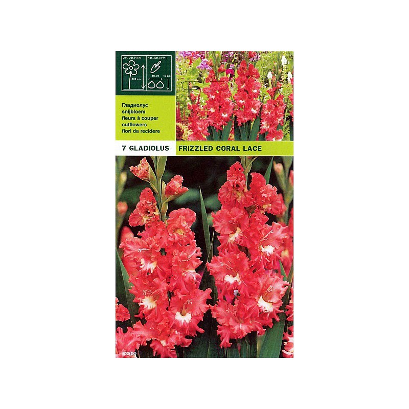 Gladioli pack 7 bombillas