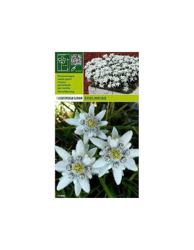 Edelweiss