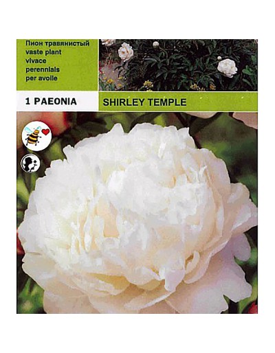 Peonyrose shirley templo