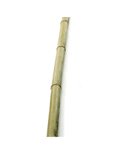 Laska bambusowa 2 m²