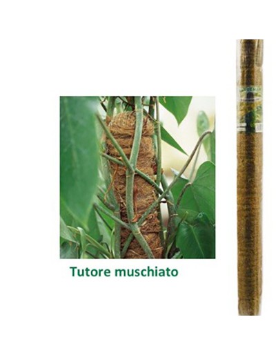 MUSKY TUTOR D50 H100CM