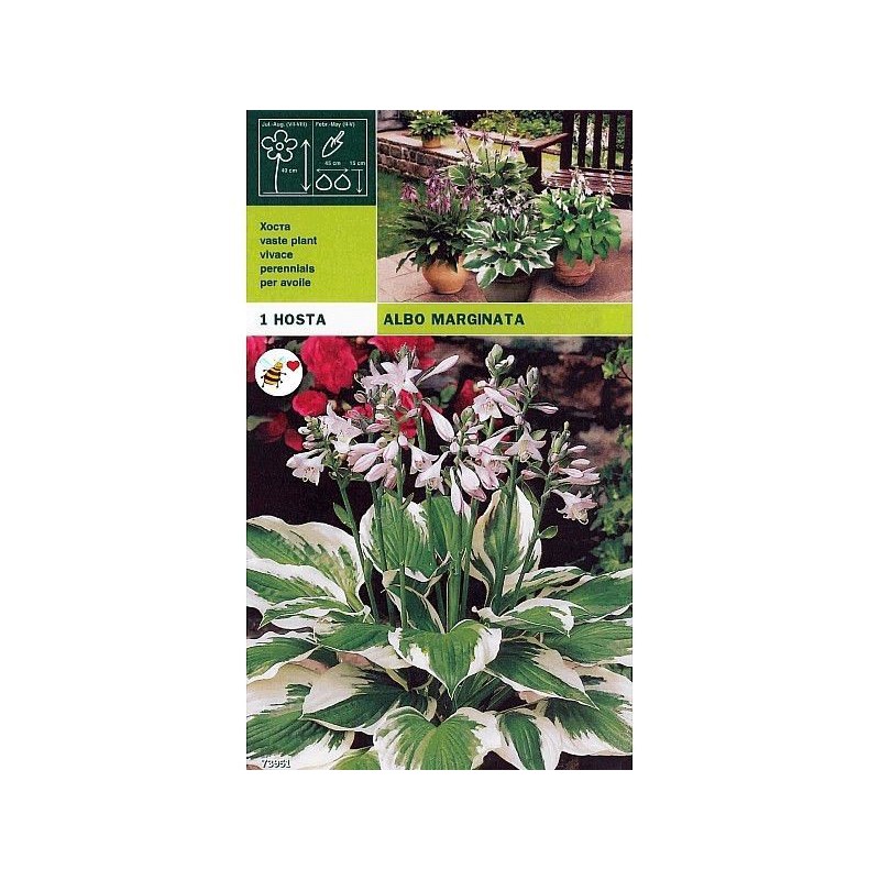 Hosta albo marginata 1 radice Hosta albo marginata 1 radice