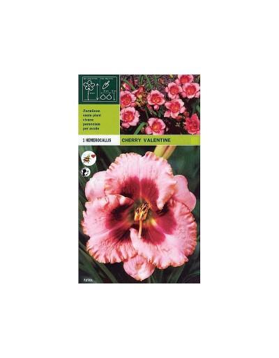 Hemerocallis cherry valentine 1 root