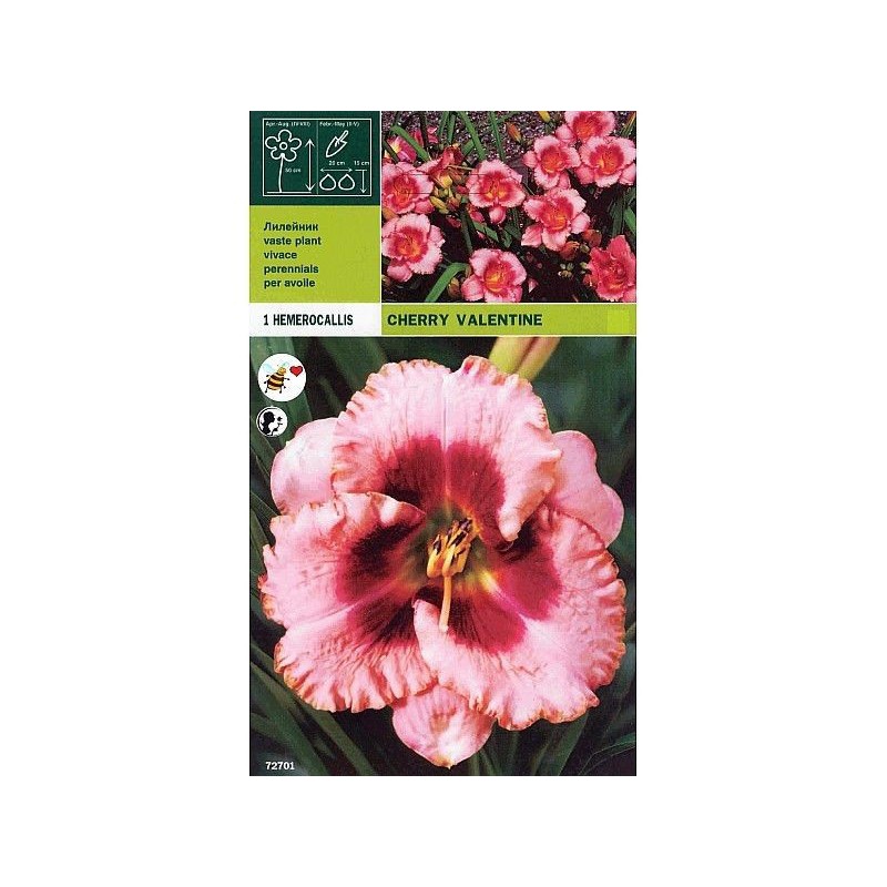 Hemerocallis cherry valentine 1 root