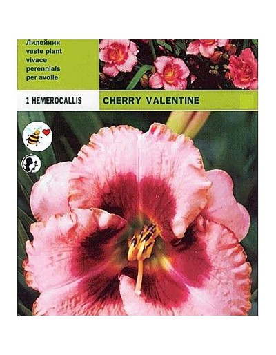 Hemerocallis cherry valentine 1 root