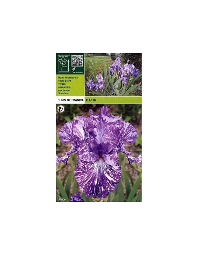 Iris germanica batik 1 korzeń