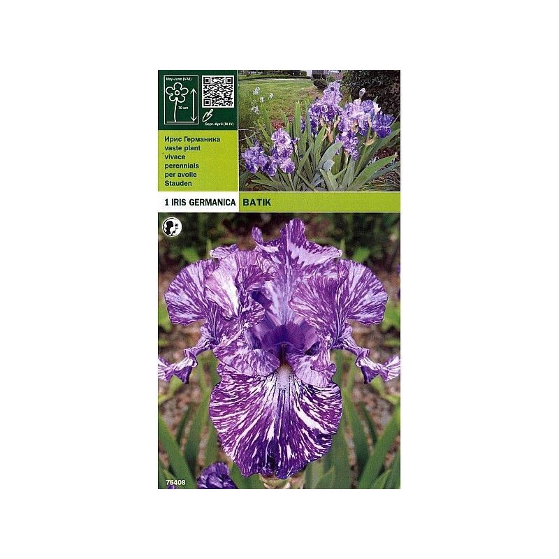 Iris batik germánico 1 raíz