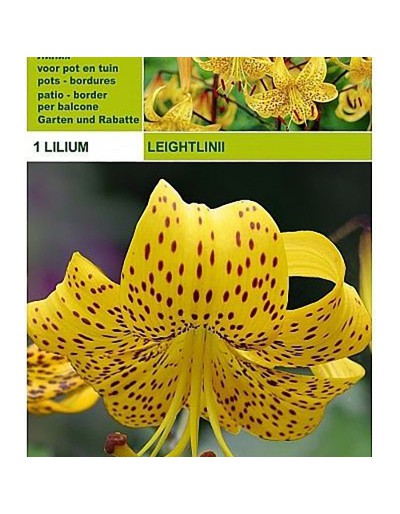 Lillium tigrinum leightlinii 1 bol