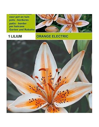 Lillium asiatic orange electric 1 bulb