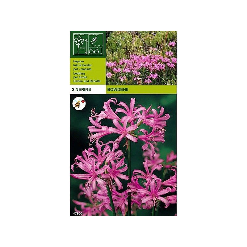 Nerine bowdenii 2 bulbos