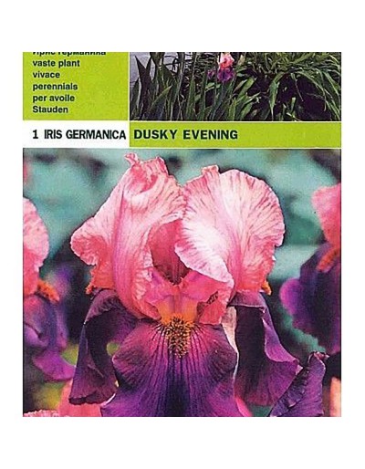 Iris germanica dusky evening 1 radice