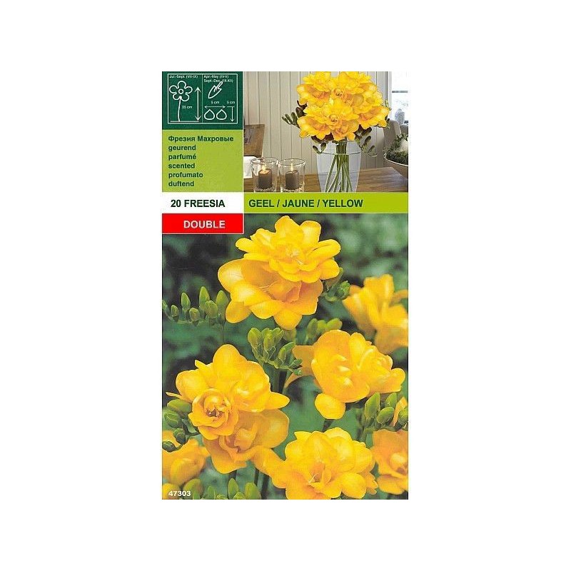 Freesia double yellow 20 bulbi Freesia double yellow 20 bulbi