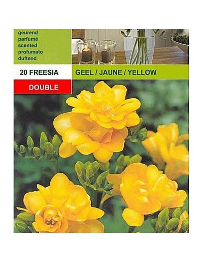 Freesia double yellow 20 bulbs