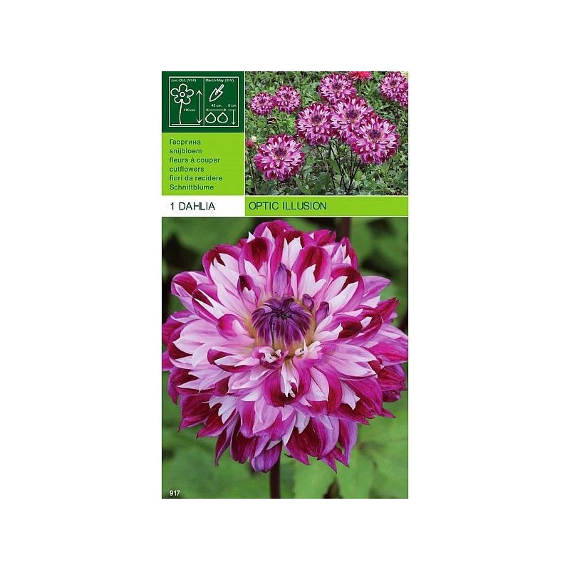 Dahlia decorative optical illusion 1 bulbo