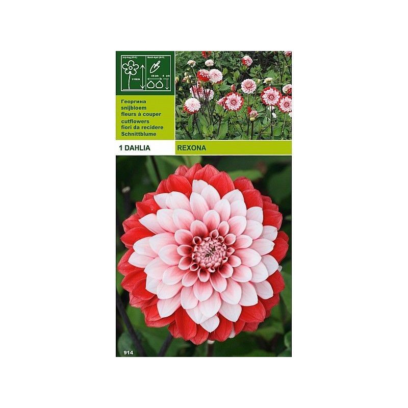 Dahlia decorativo rexona 1 bombilla