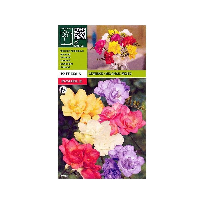 Freesia doble mezcla 10 bombillas Freesia doble mezcla 10 bombillas