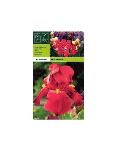 Iris germanica czerwony zinger 1 korzeń