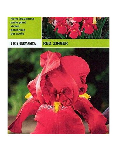 Iris germanica red zinger 1 radice