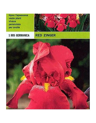 Iris germanica rode zinger 1 wortel