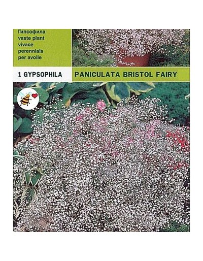 Bollen gypsophyla paniculata bristol fairy 1 bol