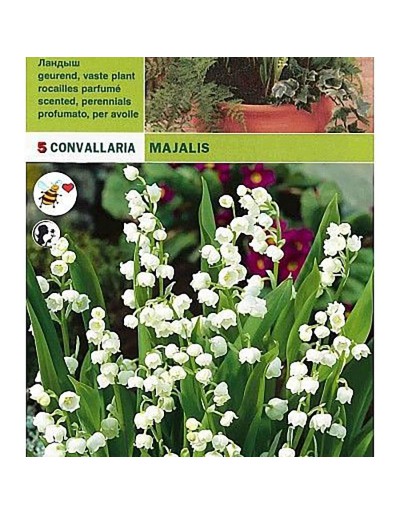 Convallaria majalis 5 żarówek