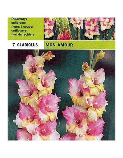 Gladiolus mon amour 7 bulbi