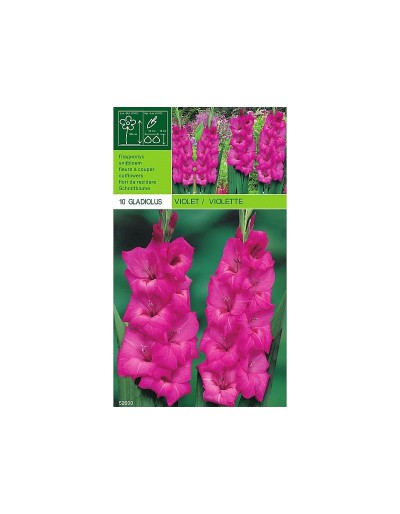 Gladiolus violet 10 bulbs