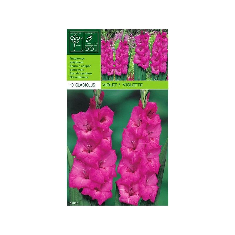 Gladiolus violet 10 bulbs Gladiolus violet 10 bulbs