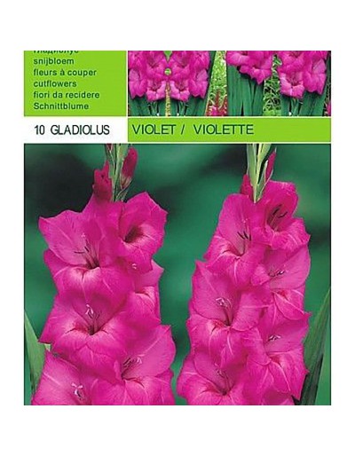 Gladiolen violet 10 bollen