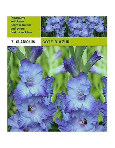 gladiolen cote d&#039;azur 7 bollen