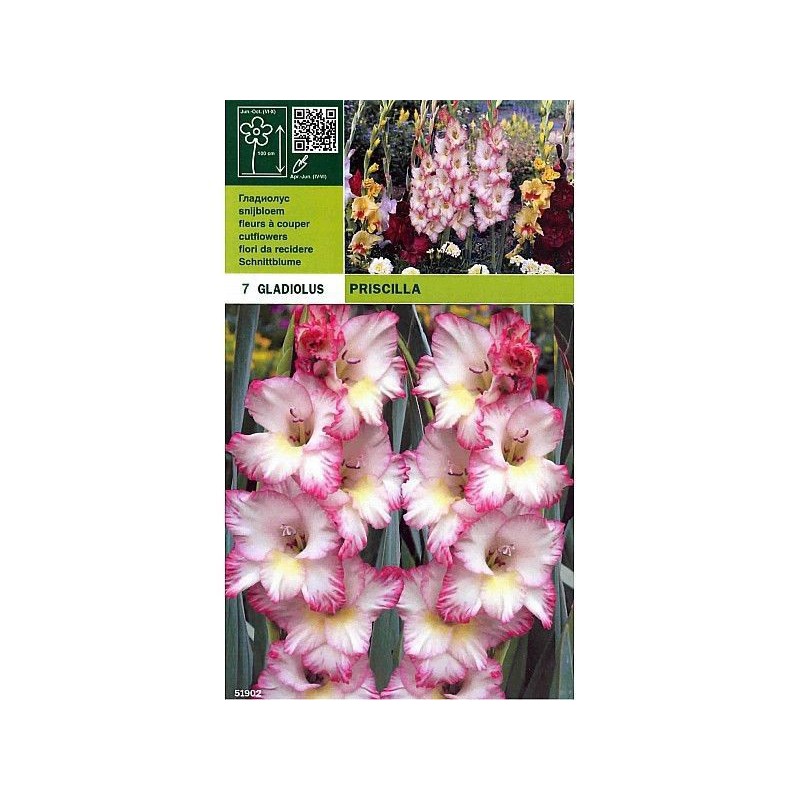 Gladiolus priscilla 7 bulbi