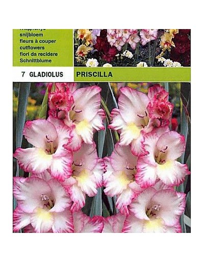 Gladiolus priscilla 7 lâmpadas