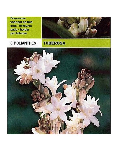 Polianthus tuberosa 3 bollen