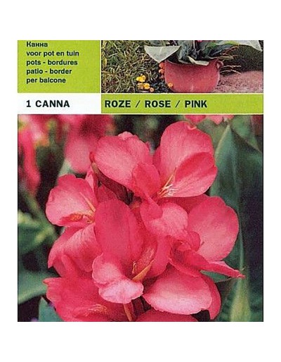 Canna różowy 1 żarówka