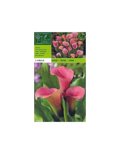 Calla pink 1 bulbo