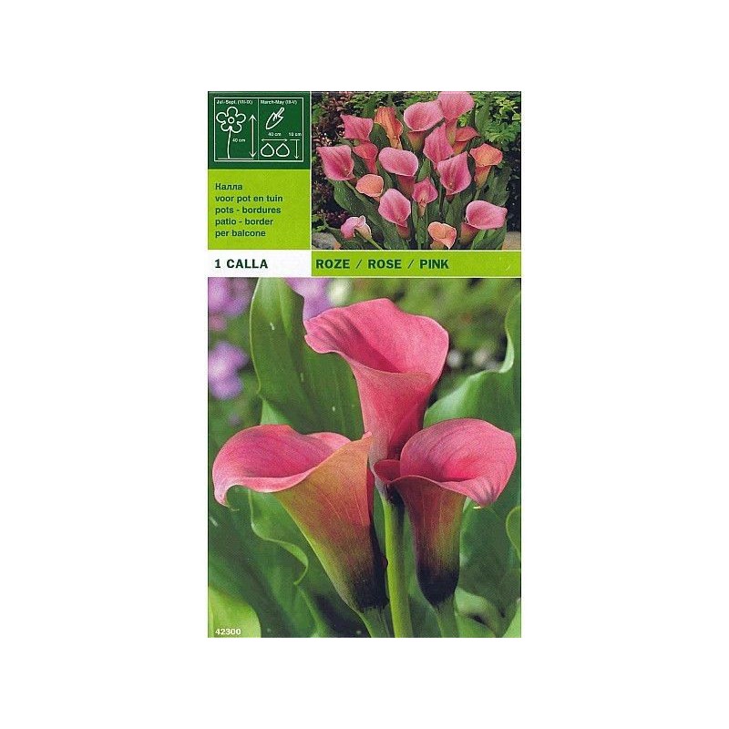 Calla pink 1 bulbo