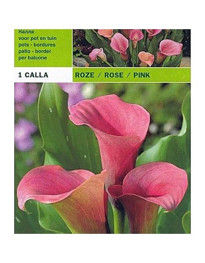 Calla pink 1 bulbo