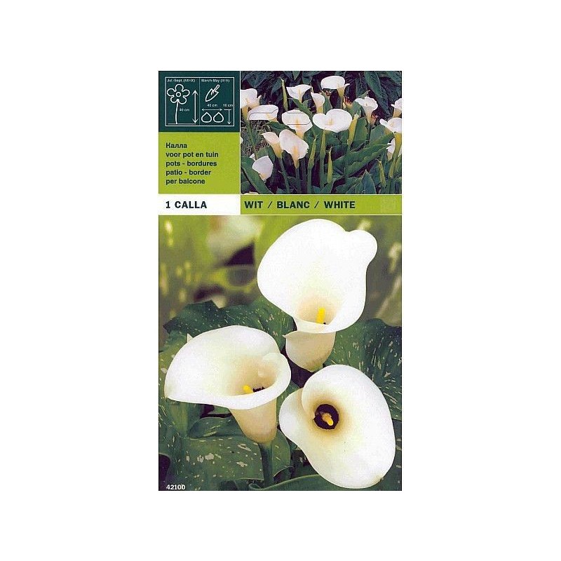 Calla bombilla blanca 1