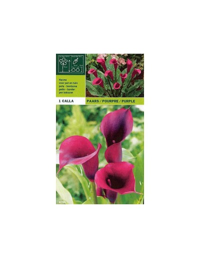 Calla purple 1 bulb