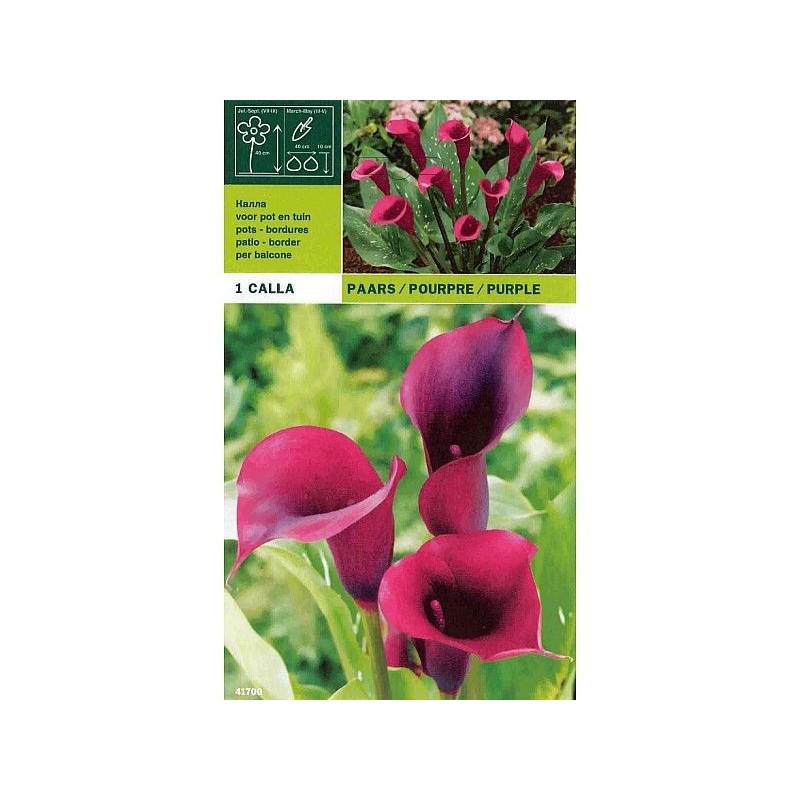 Calla púrpura 1 bombilla Calla púrpura 1 bombilla