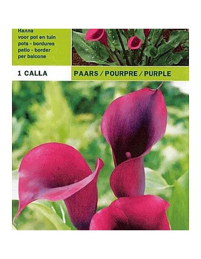 Calla purple 1 bulb