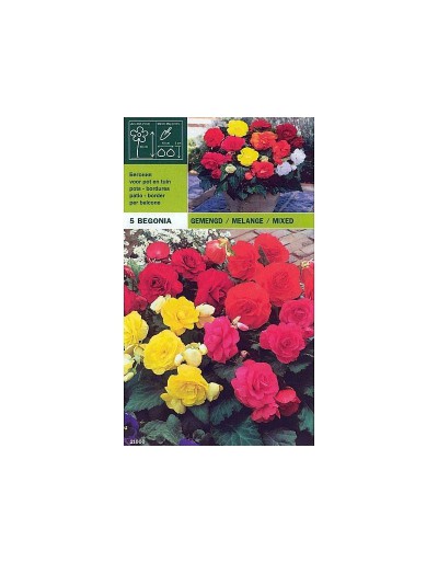 Begonia double mix 5 bulbi