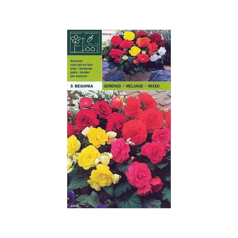 Begonia double mix 5 bulbi Begonia double mix 5 bulbi